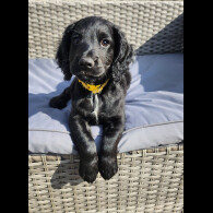 Cocker Spaniel (Working &amp; Show) - Both