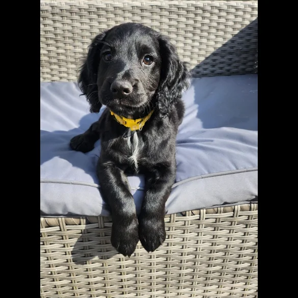 Cocker Spaniel (Working &amp; Show) - Both