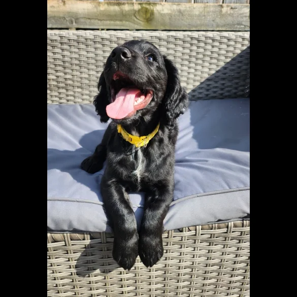 Cocker Spaniel (Working &amp; Show) - Both