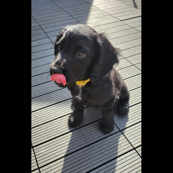 Cocker Spaniel (Working &amp; Show) - Both