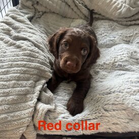 Cocker Spaniel (Working &amp; Show) - Both
