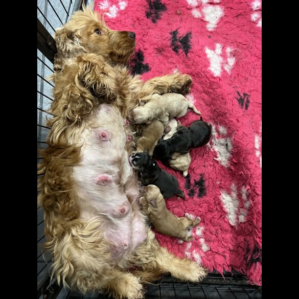 Cocker Spaniel (Working &amp; Show) - Dogs