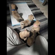 Pug - Both