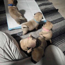 Pug - Both