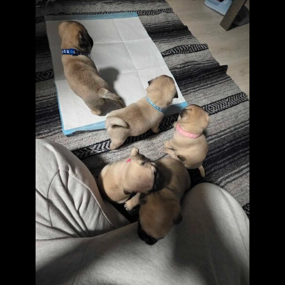 Pug - Both