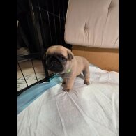 Pug - Both