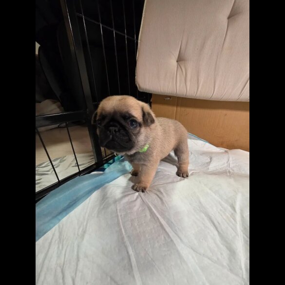 Pug - Both