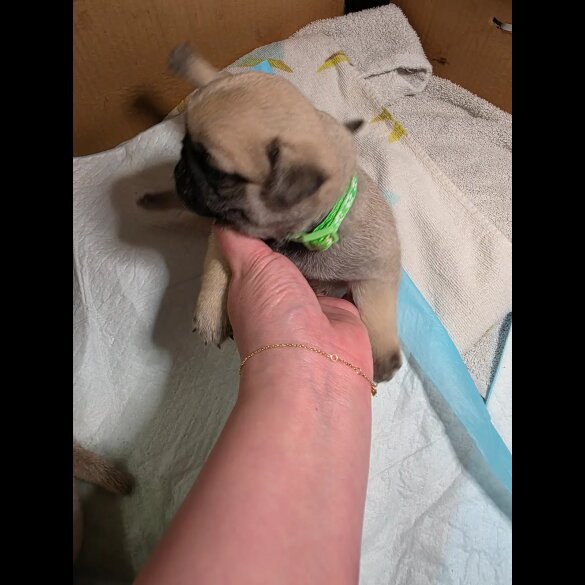 Pug - Both