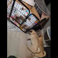 Pug - Both