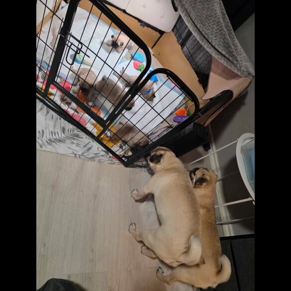 Pug - Both