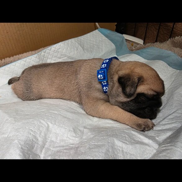 Pug - Both