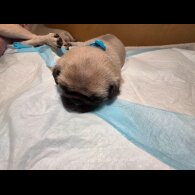 Pug - Both
