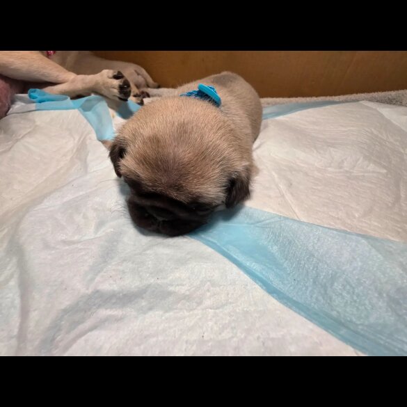 Pug - Both