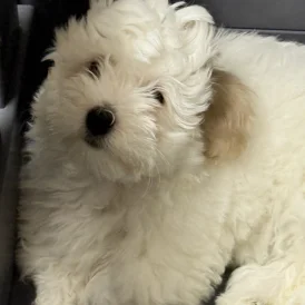 Coton De Tulear - Both