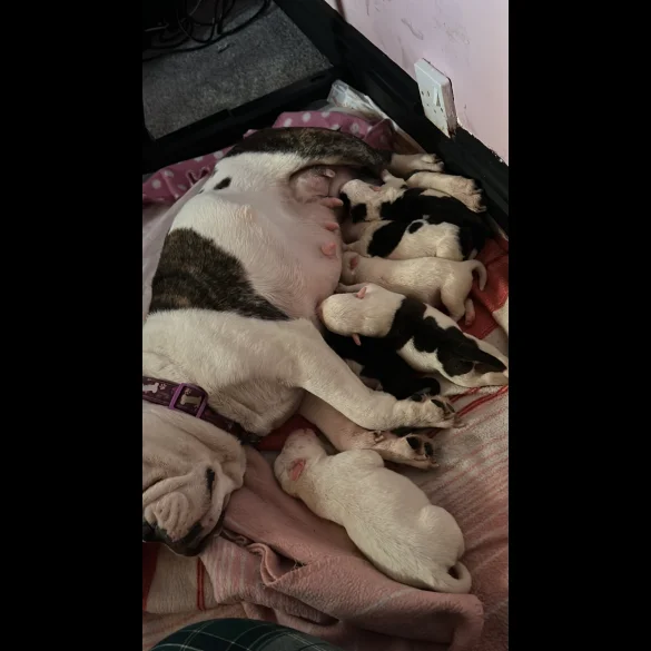 Mixed Breed - Both