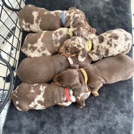 Dachshund (Standard &amp; Miniature) - Both