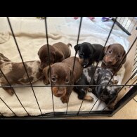 Dachshund (Standard &amp; Miniature) - Dogs