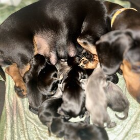 Dachshund (Standard &amp; Miniature) - Both