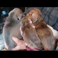 Dachshund (Standard &amp; Miniature) - Both