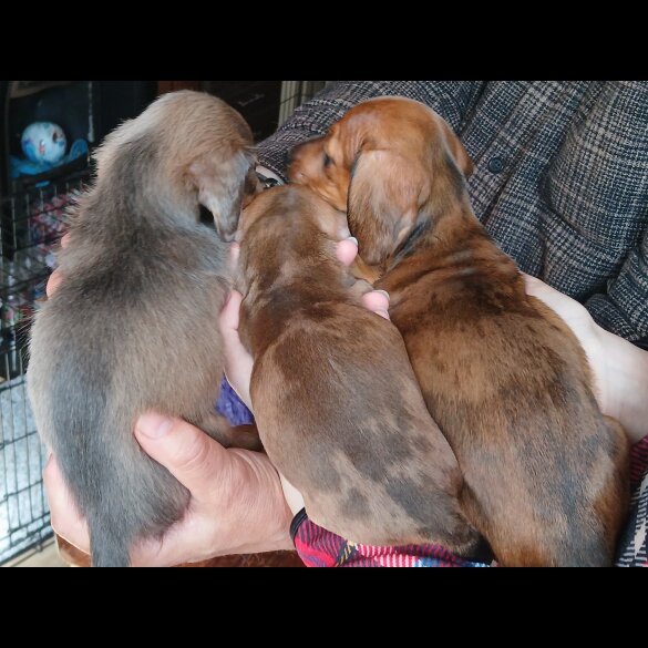 Dachshund (Standard &amp; Miniature) - Both