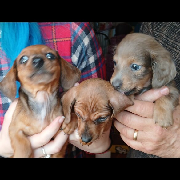 Dachshund (Standard &amp; Miniature) - Both