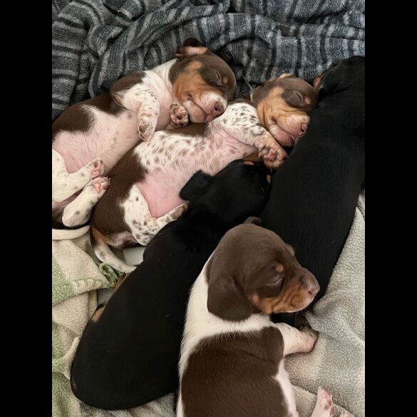 Dachshund (Standard &amp; Miniature) - Both