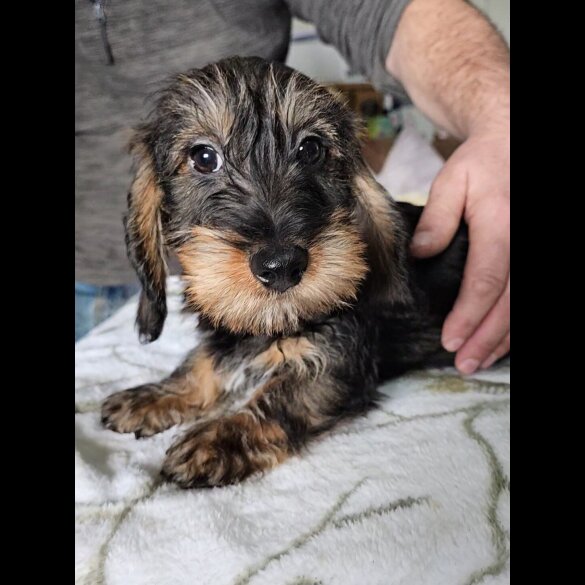 Dachshund (Standard &amp; Miniature) - Bitches