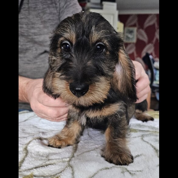 Dachshund (Standard &amp; Miniature) - Bitches