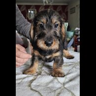 Dachshund (Standard &amp; Miniature) - Bitches
