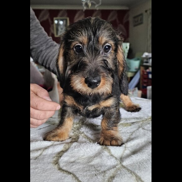 Dachshund (Standard &amp; Miniature) - Bitches