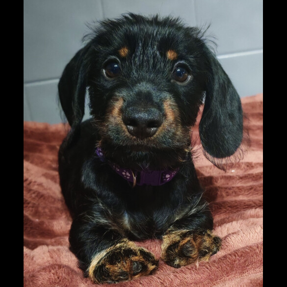Dachshund (Standard &amp; Miniature) - Dogs