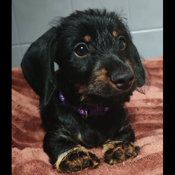 Dachshund (Standard &amp; Miniature) - Dogs