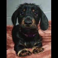 Dachshund (Standard &amp; Miniature) - Dogs