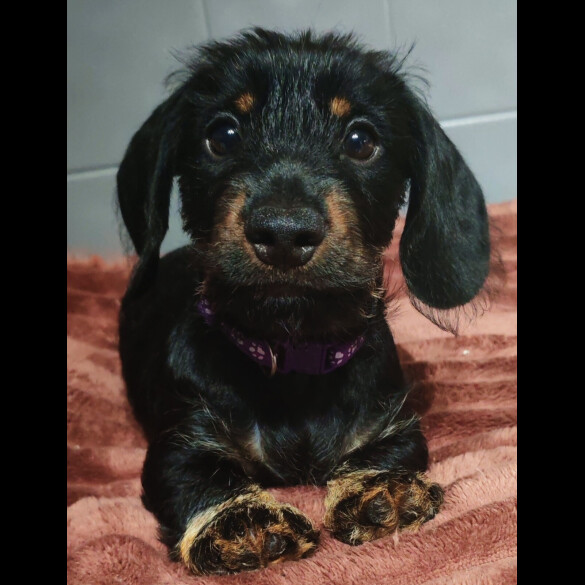 Dachshund (Standard &amp; Miniature) - Dogs