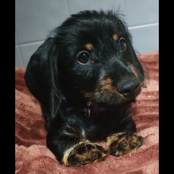 Dachshund (Standard &amp; Miniature) - Dogs