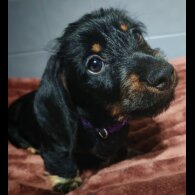 Dachshund (Standard &amp; Miniature) - Dogs