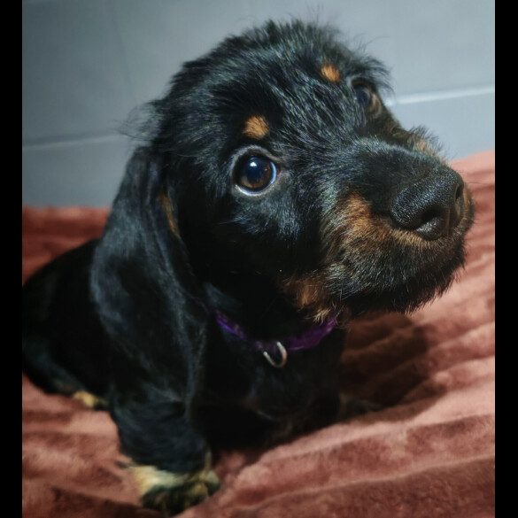 Dachshund (Standard &amp; Miniature) - Dogs