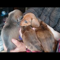 Dachshund (Standard &amp; Miniature) - Both