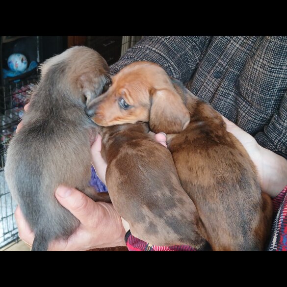 Dachshund (Standard &amp; Miniature) - Both