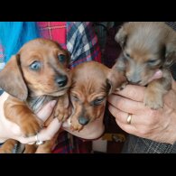 Dachshund (Standard &amp; Miniature) - Both