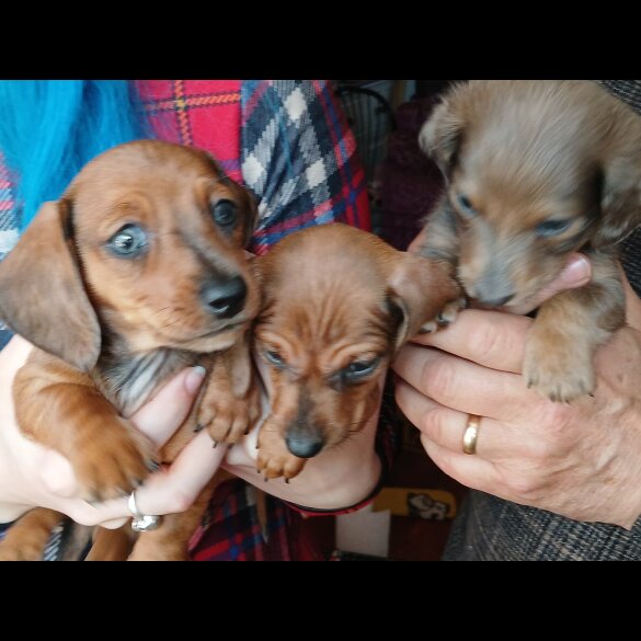 Dachshund (Standard &amp; Miniature) - Both