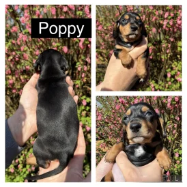 Dachshund (Standard &amp; Miniature) - Both
