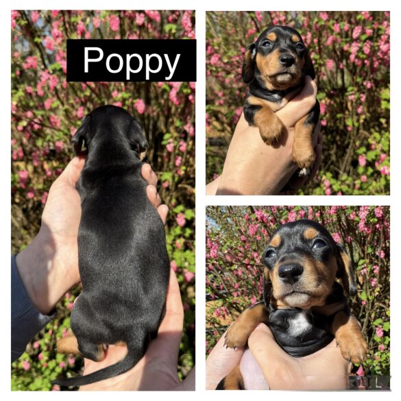 Dachshund (Standard &amp; Miniature) - Both
