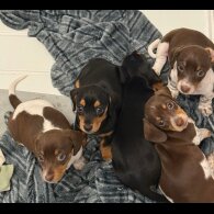 Dachshund (Standard &amp; Miniature) - Both
