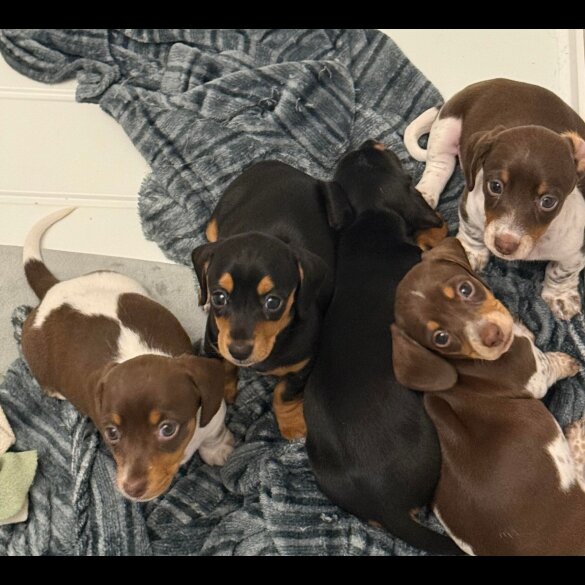 Dachshund (Standard &amp; Miniature) - Both