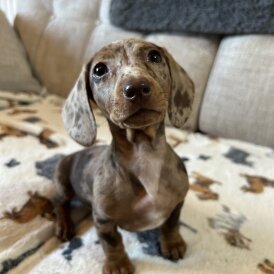 Dachshund (Standard &amp; Miniature) - Both