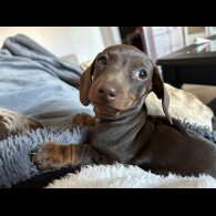 Dachshund (Standard &amp; Miniature) - Both