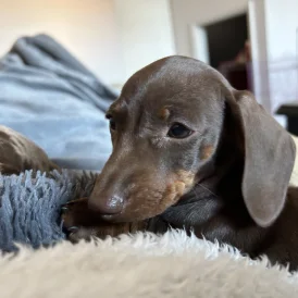 Dachshund (Standard &amp; Miniature) - Both