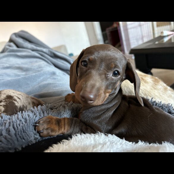 Dachshund (Standard &amp; Miniature) - Both