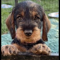 Dachshund (Standard &amp; Miniature) - Both